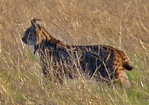 An Iberian Lynx - Lynx pardinus © John Muddeman